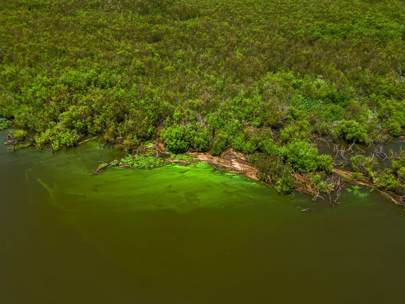 Algae BG 2