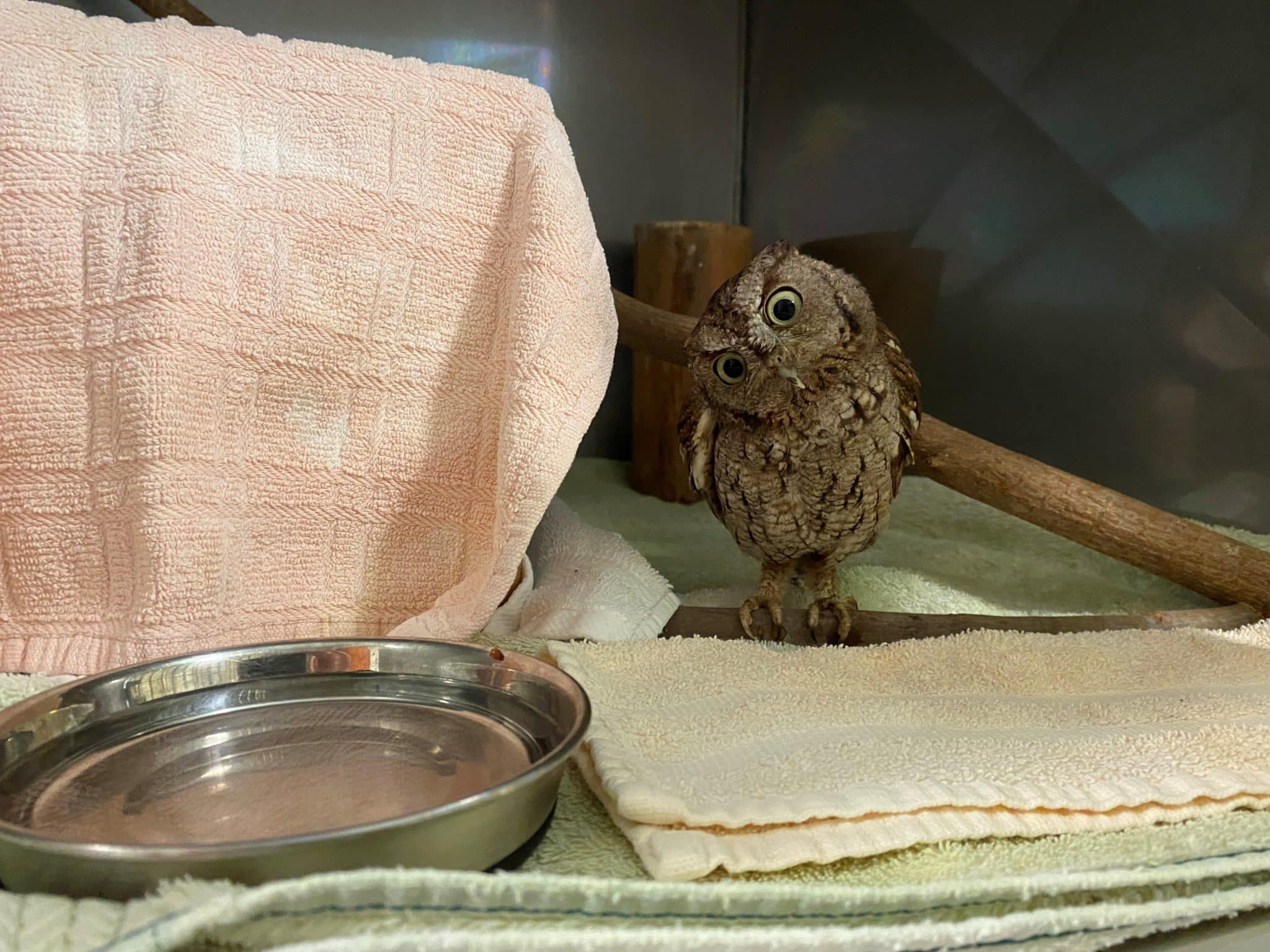 owl