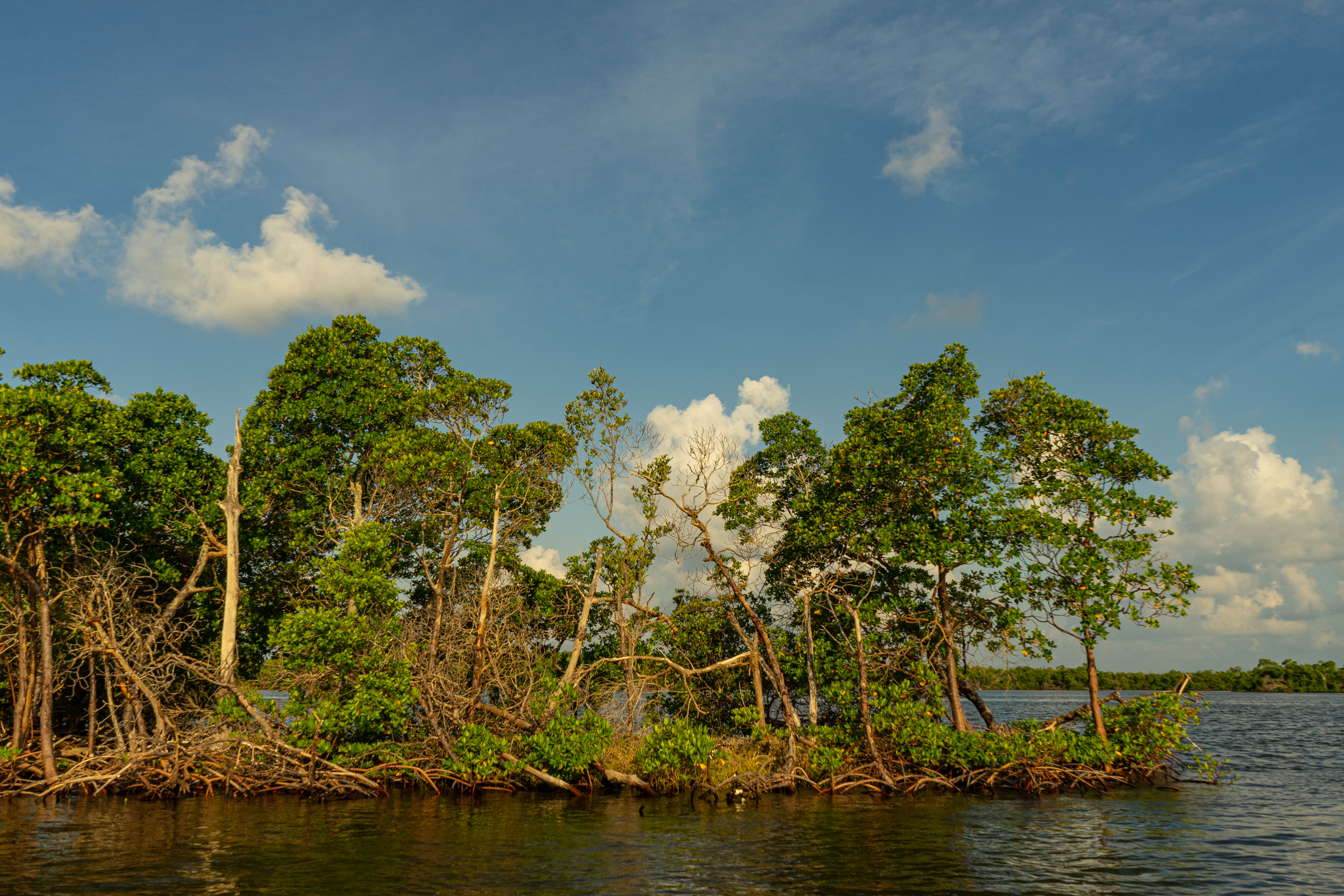 Mangroves (22)