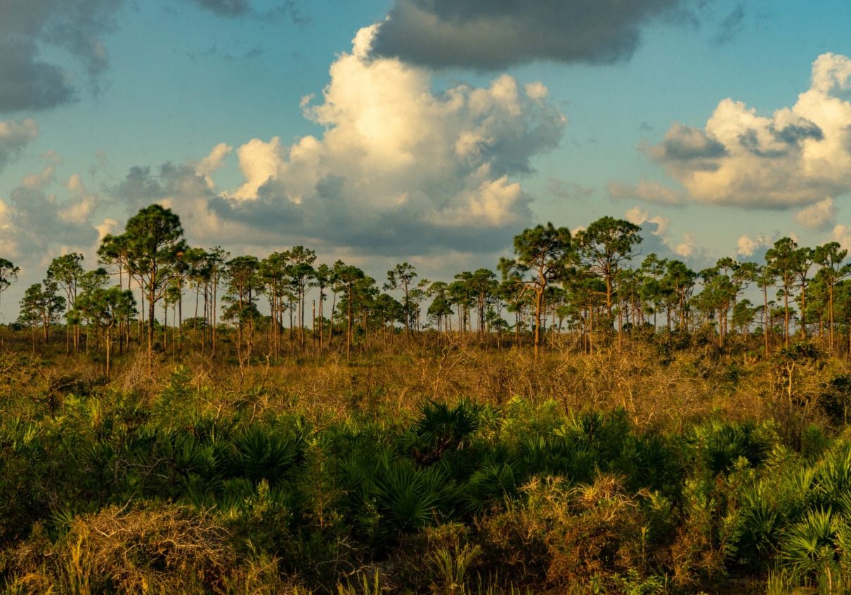Shell Island (2)