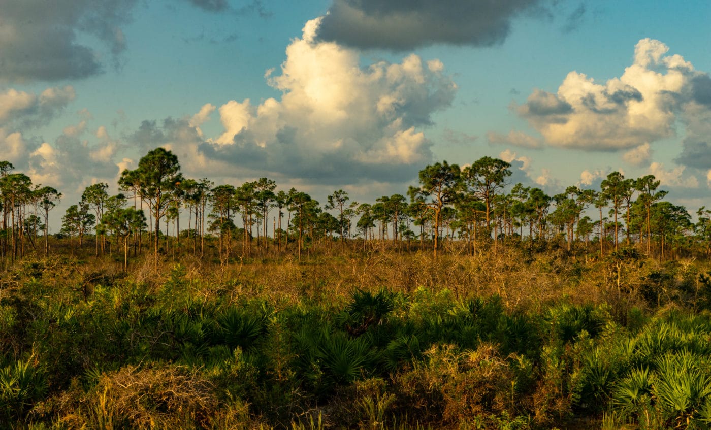 Shell Island (2)