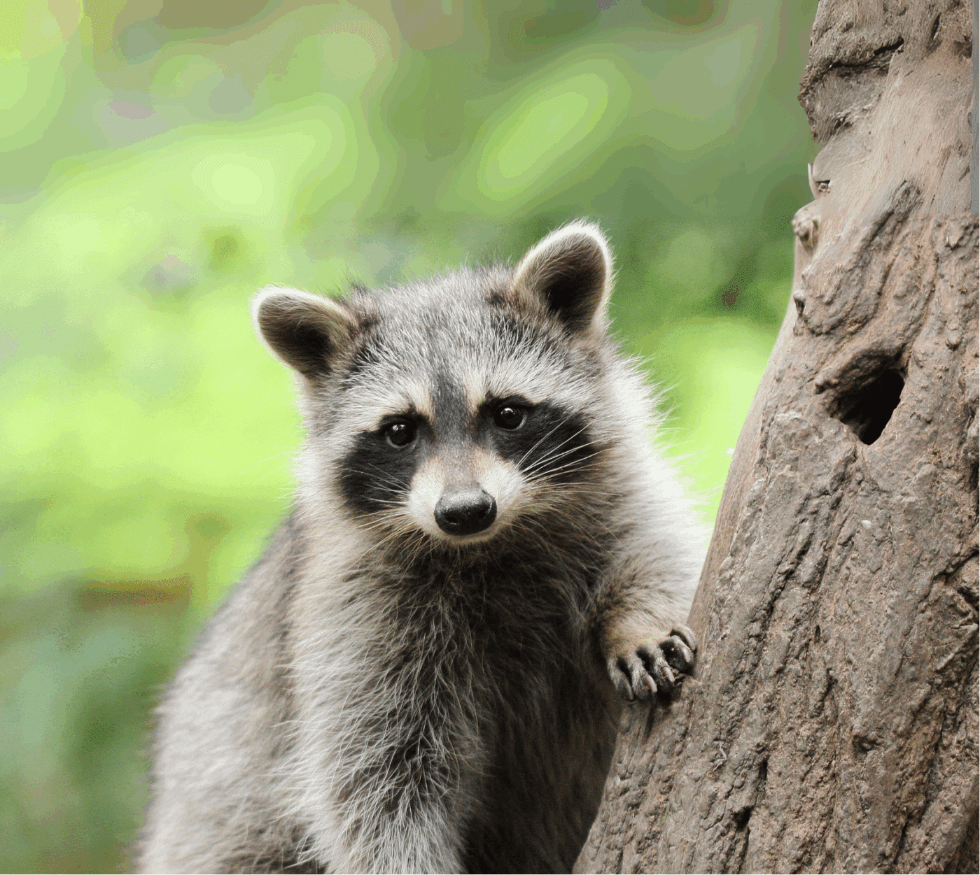 Raccoonintree